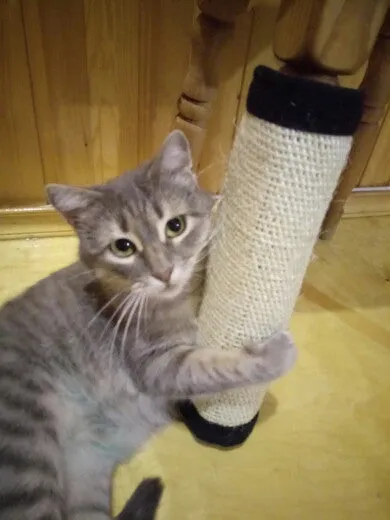 Cat Scratching Pad Cat Scratcher Protector Furniture