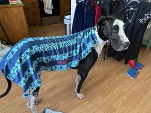 Dock & Bay Dog Towels Large