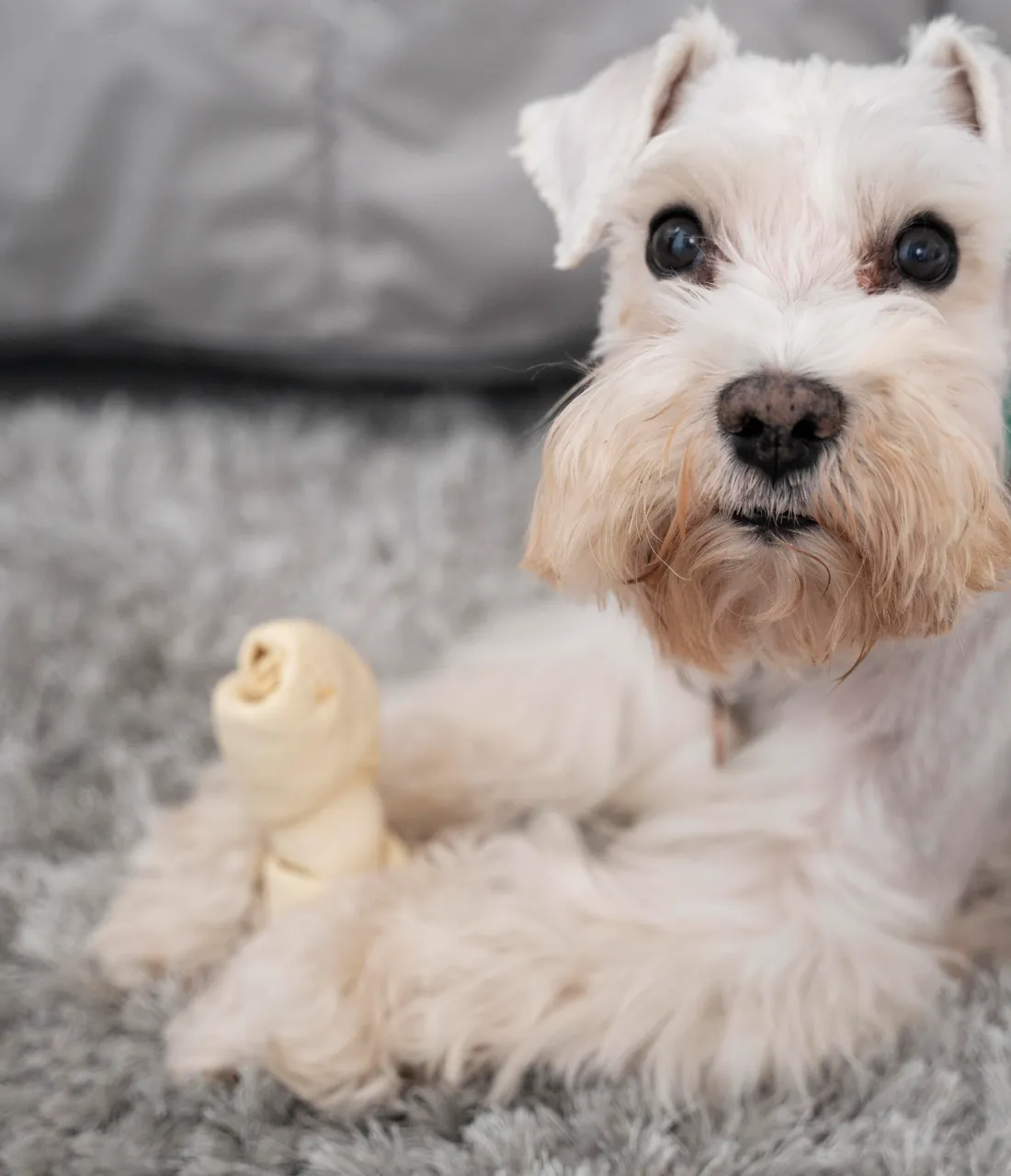 Dog bone toy