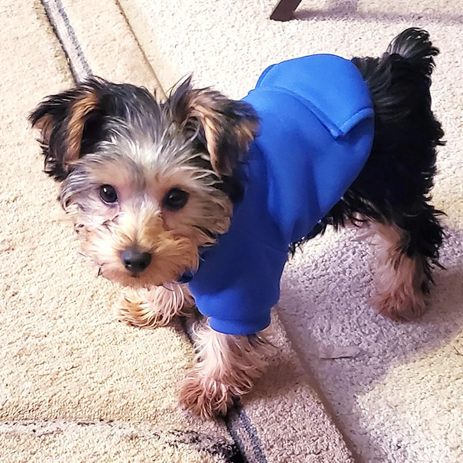 Jecikelon Winter Dog Hoodie Sweatshirts with Pockets Warm Dog Clothes for Small Dogs Chihuahua Coat Clothing Puppy Cat Custume (Dark Blue, Large)