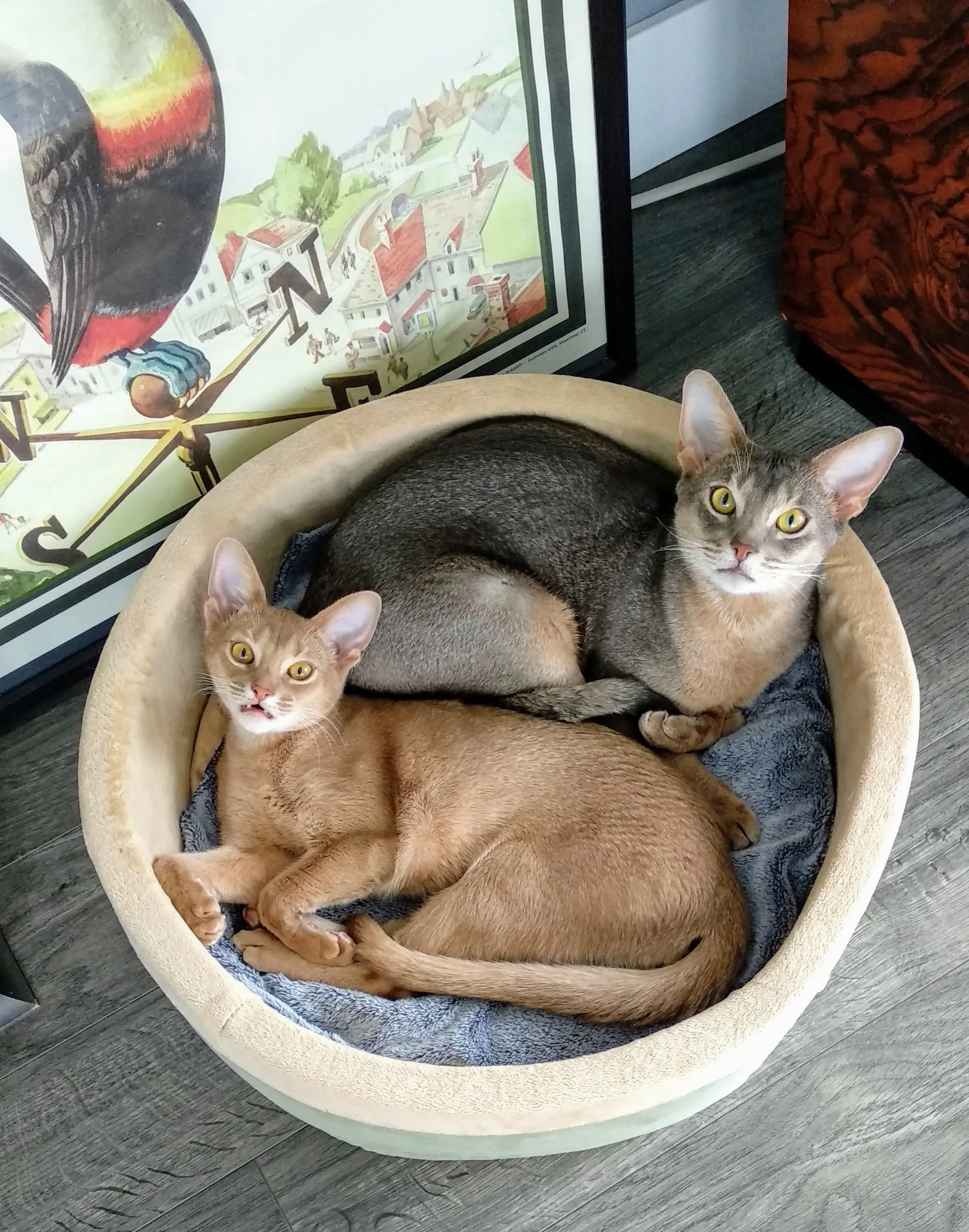 K&H Thermo-Kitty Bed Heated Cat Bed