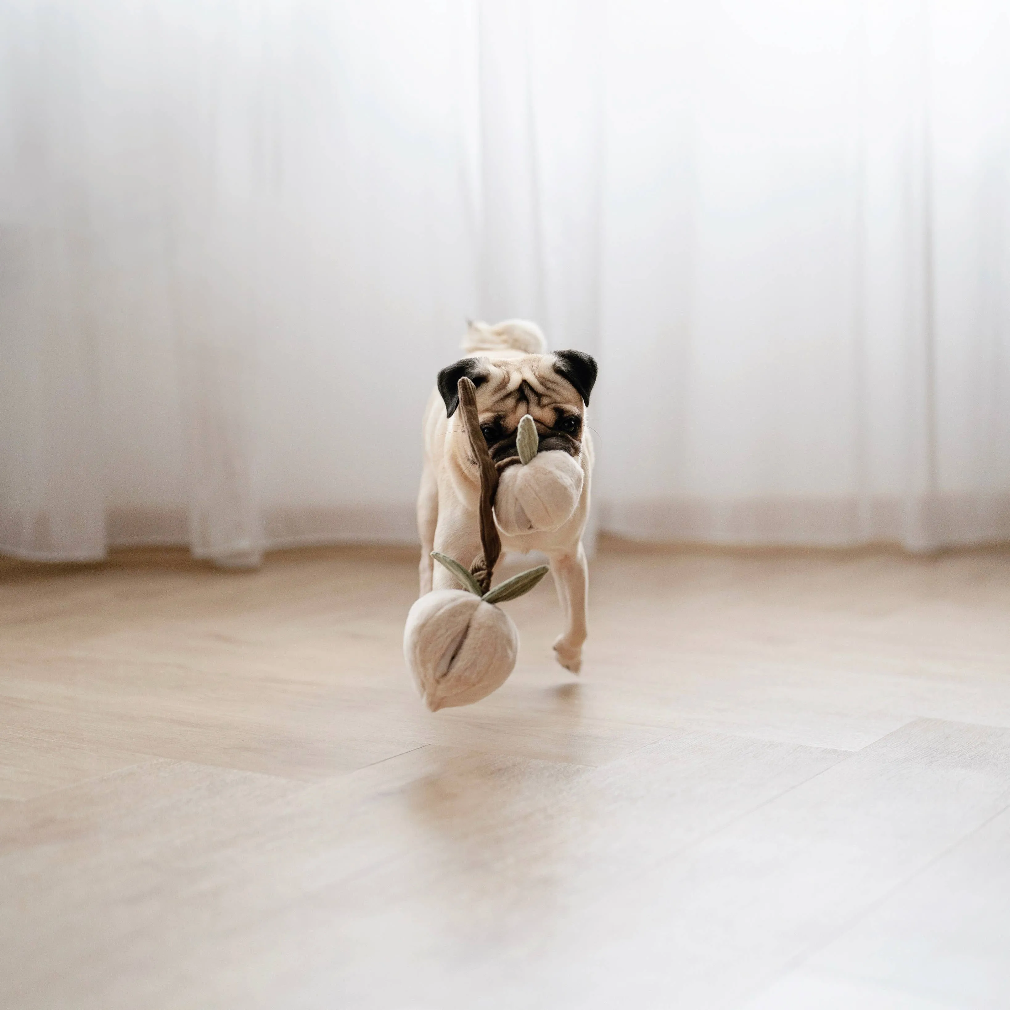 momo enrichment toy