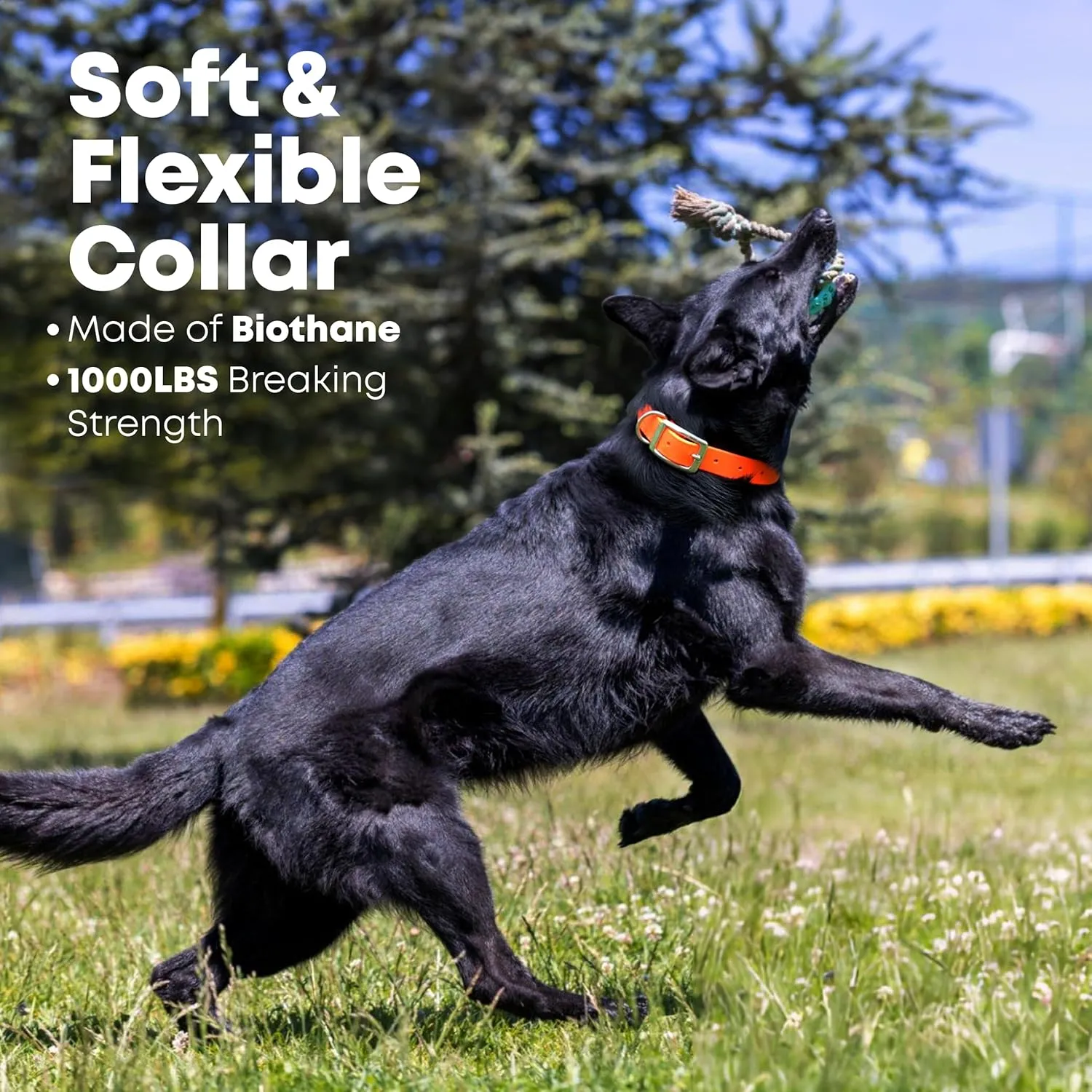 Regal Dog Products Large Orange Waterproof Dog Collar and Leash Set | Heavy Duty Double Buckle & D Ring - 5'ft Leash | Adjustable Biothane Dog Collar | Chew Resistant Waterproof Collar for Dogs