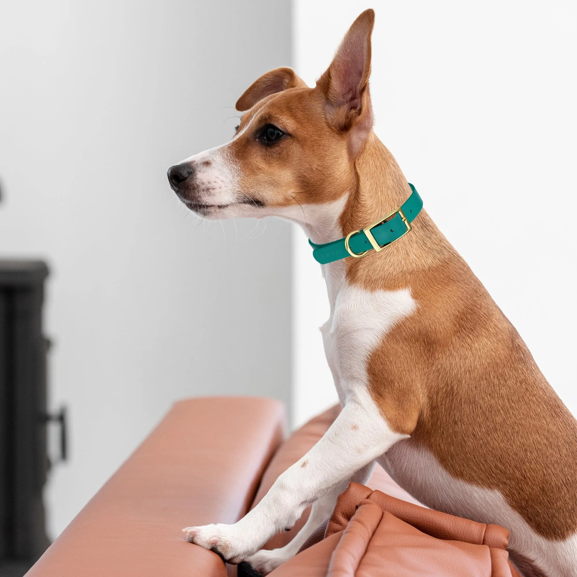 Viper Biothane Waterproof Dog Collar - Brass Hardware - Wide - Size L (16" - 20")