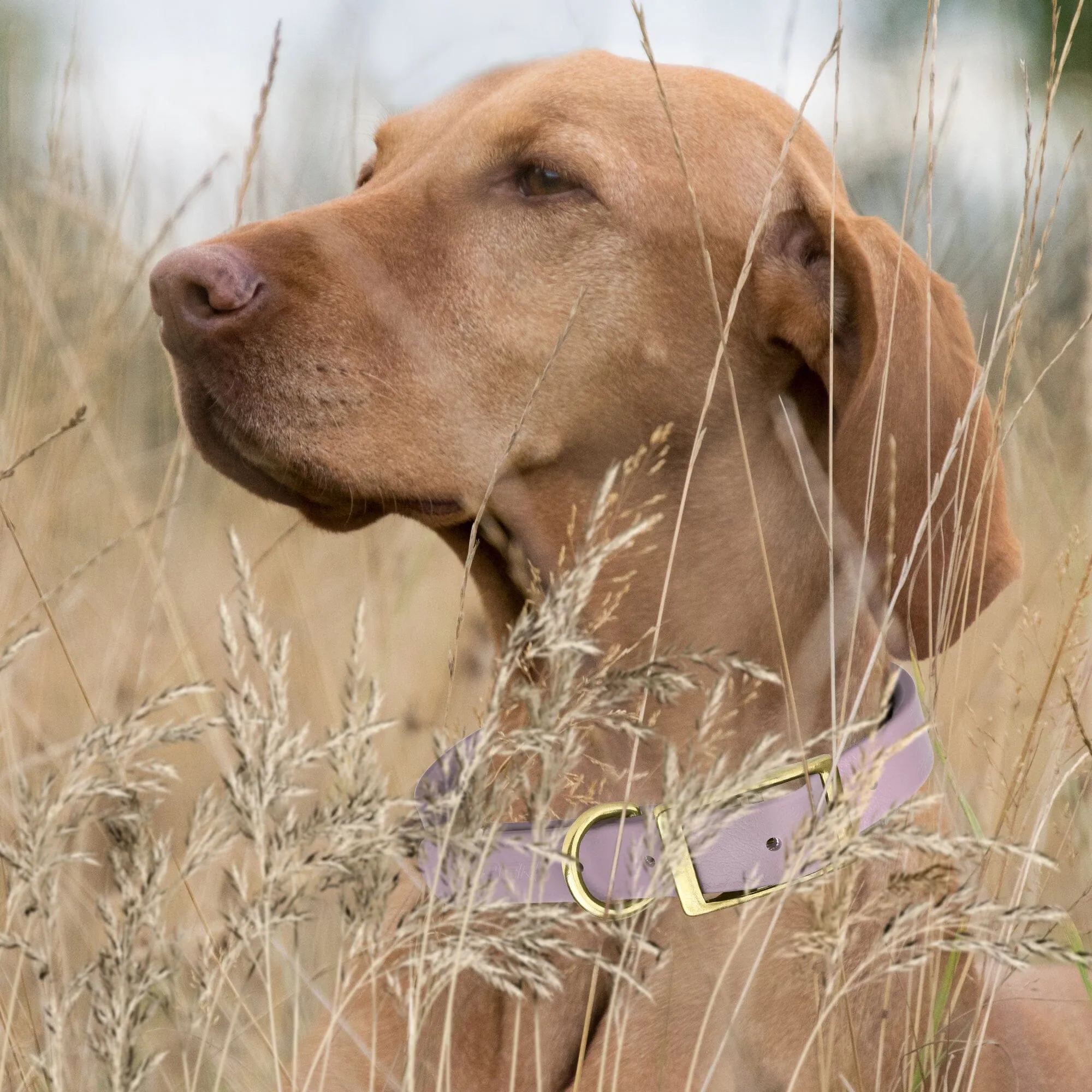 Viper Biothane Waterproof Dog Collar - Brass Hardware - Wide - Size L (16" - 20")