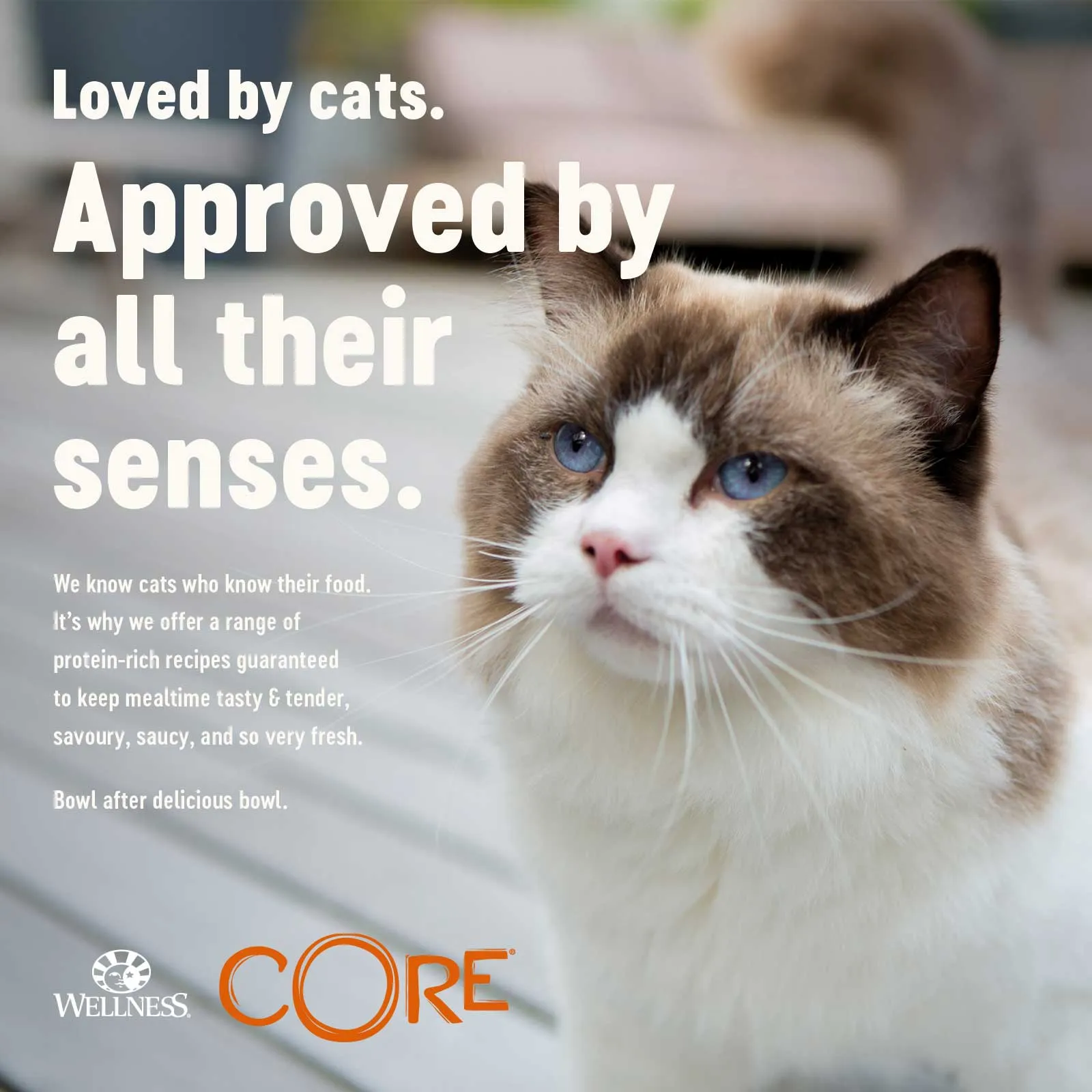 WELLNESS CORE Cat Flaked Skipjack Tuna with Shrimp Entree in Broth 79g