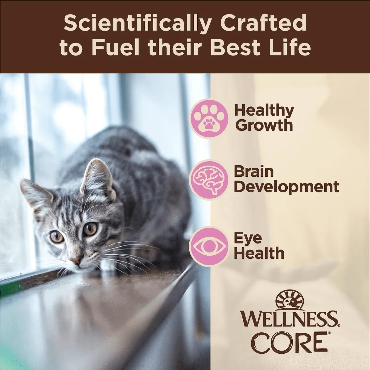 Wellness CORE Tiny Tasters Kitten Pâté Chicken Recipe in Sauce Wet Cat Food